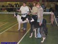 kennel competition