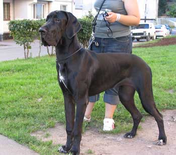 Great Dane Kair Del Jivanshi