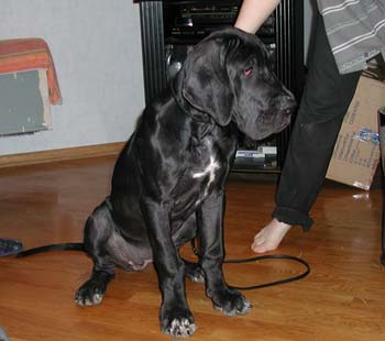 Great Dane Kair Del Jivanshi