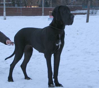 Great Dane Kair Del Jivanshi